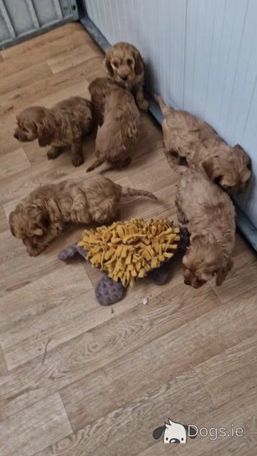Gorgeous Cockapoo puppies for sale in Wexford - Video