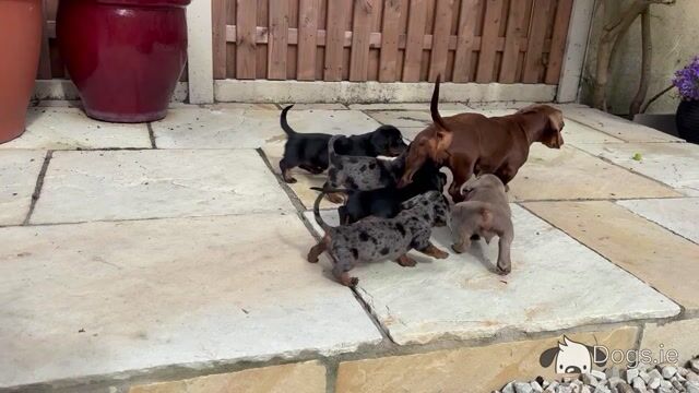 Miniature Dachshund puppies Dublin. *puppies ready to go from Thursday 11th June. - Video