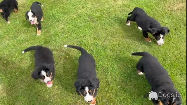 Bernese Mountain Dog puppies in Meath - Video