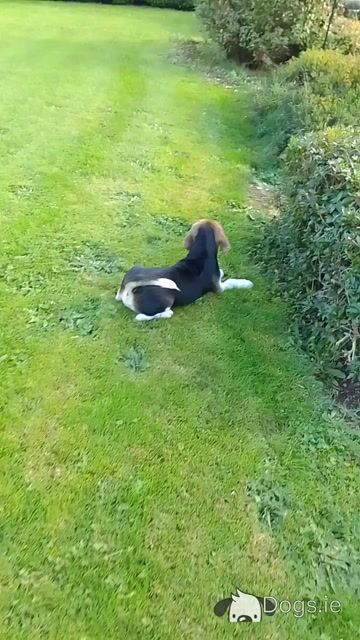 Beagles puppies for sale in Wexford - Video