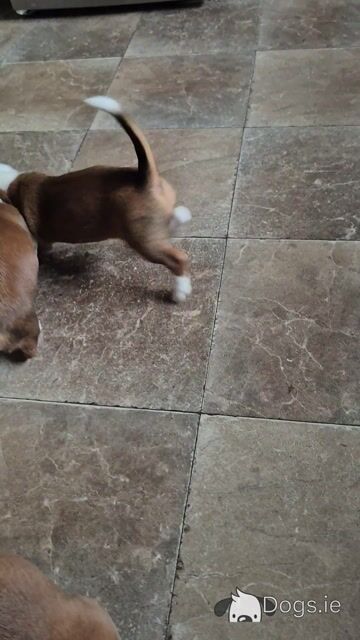 Jack Russell puppies in Waterford-last little boy left! - Video