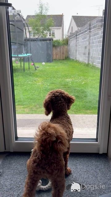 Miniature Poodle for stud - Video