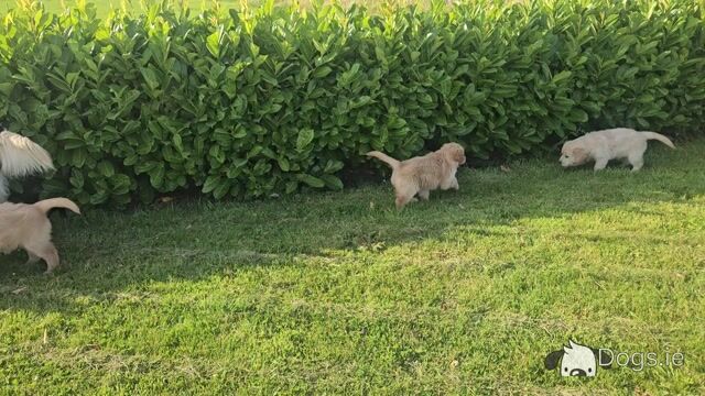 5 Beautiful IKC Golden Retriever Puppies - Video