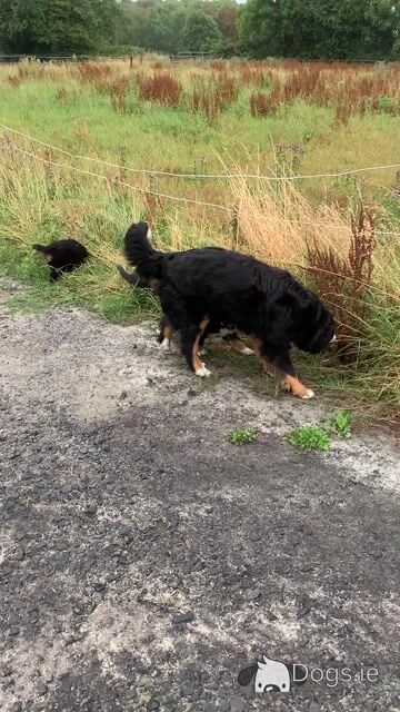 Beautiful Bernese Mountain Dog puppies 5 Star home Only in Limerick - Video