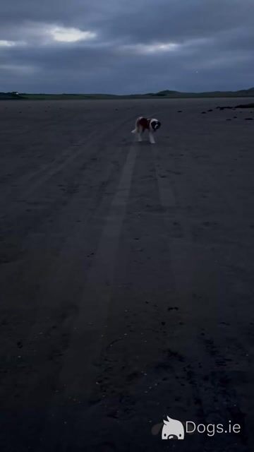 St Bernard stud dog in Roscommon - Video