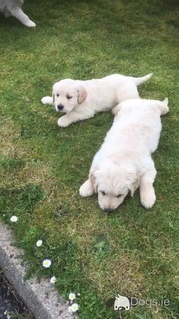 IKC Reg Golden Retriever puppies in Mayo - Video