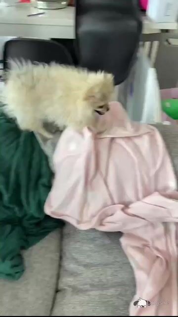 Beautiful Pomeranian puppies in Monaghan - Video