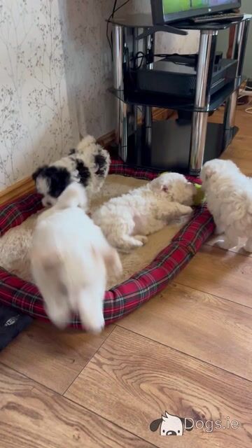 Shih Tzu x Bichon Frise puppies in Sligo - Video