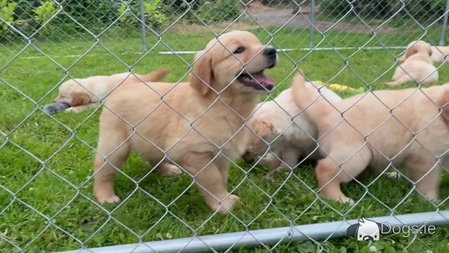 Fabulous IKC Registered Golden Retriever puppies in Roscommon - Video