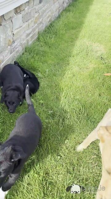 Golden Labrador x Border Collie puppies in Donegal - Video