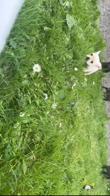 4 Beautiful Purebred French Bulldog puppies in Dublin - Video