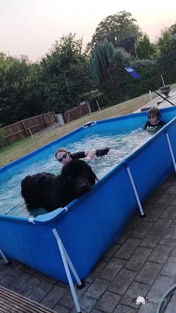 Pedigree male Newfoundland 19 months old in Tipperary. Champion bloodline 🏆, DNA tested parents 🧬 - Video