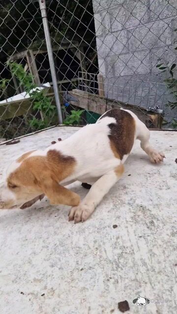Female pup remaining - Video