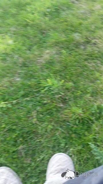 Female Dachshund x Jack Russell Terrier puppy in Mayo - Video