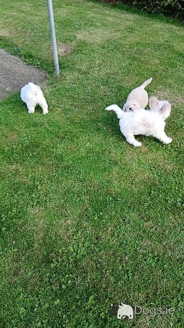 Cavachon puppies in Wexford - Video