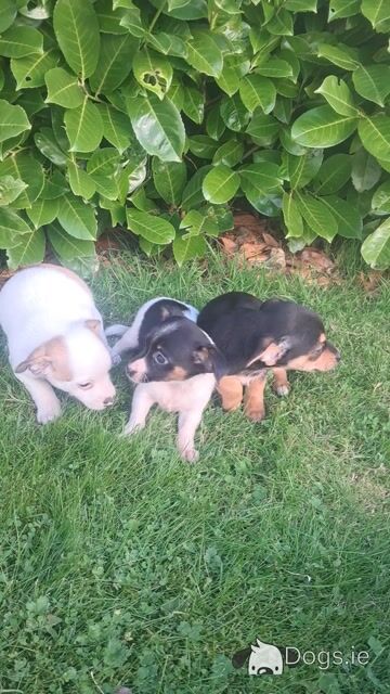 2 beautiful Jack Russell pups in Tipperary - Video