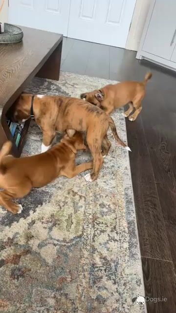 Stunning Flashy IKC Registered (Pending) Boxer pups in Kilkenny - Video