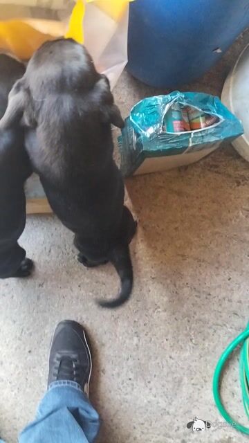 IKC Reg Labrador puppies in Kilkenny - Video
