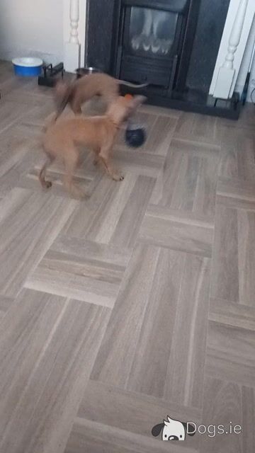 Italian Greyhound puppies in Waterford - Video