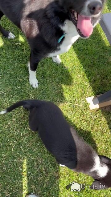 Border Collie puppies in Cavan - Video