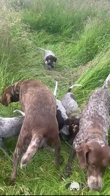 Pedigree Short Haired German Pointer Puppies Roscommon- IKC Registered - Video