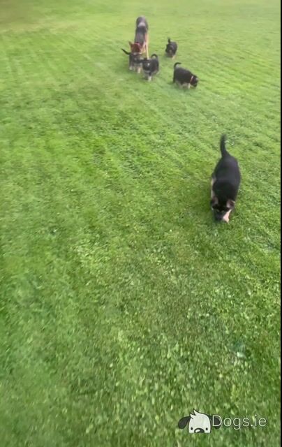 Purebred German Shepherd puppies in Clare, looking for their new home - Fido & Europetnet registered - Video