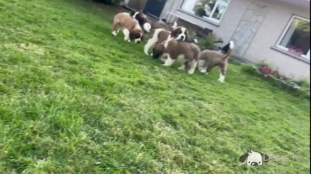 Purebred IKC Registered St Bernard puppies in Monaghan - Video