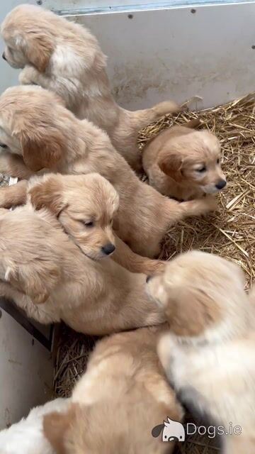 IKC registered-Stunning Golden Retriever Pups - Video