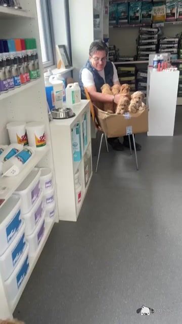 Toy Poochon puppies in Kerry - Video