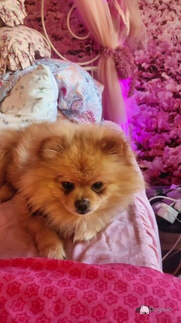 IKC Registered Miniature Pomeranian - Video