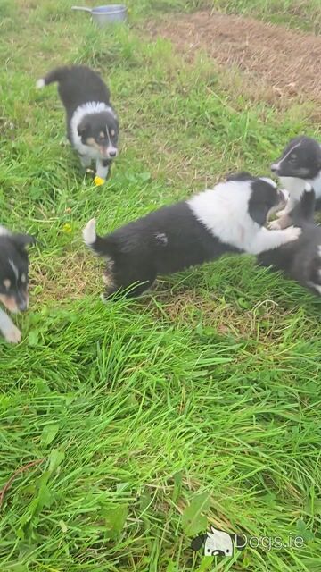 Tricolour Rough Collie puppies in Galway. Call 0851475197 - Video