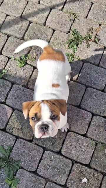 Old English Bulldog X French Bulldog mix - Video