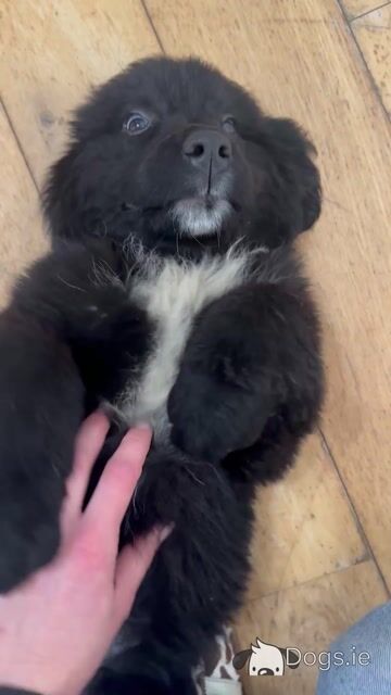 Newfoundland puppies female for sale - Video