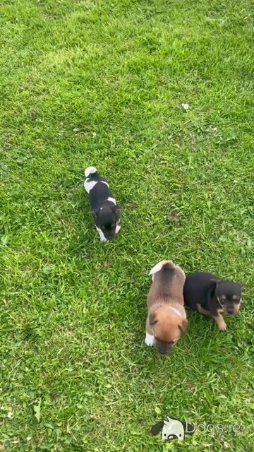 Jack Russell puppies for sale in Meath - Video