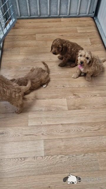 Only one female Cockapoo puppy left in Wexford - Video