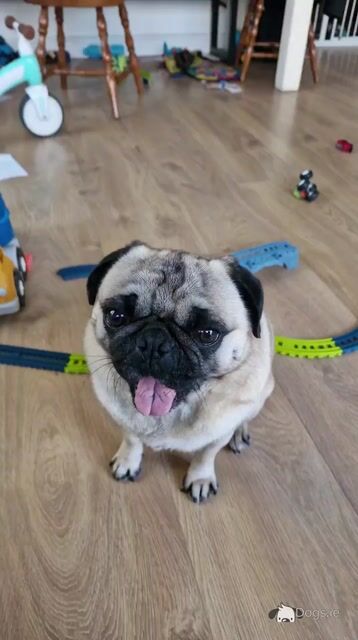 Purebred Pug Available in Galway - Video