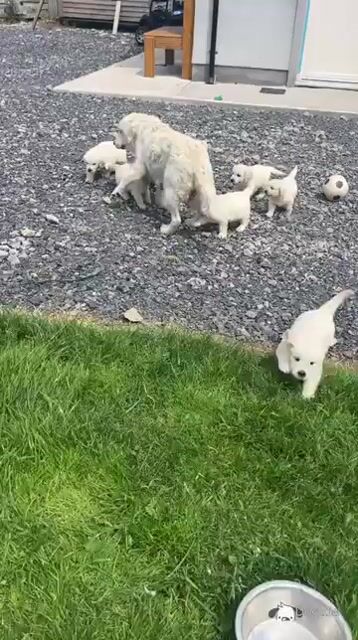 Golden Retriever puppies in Meath - Video