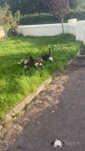 Beagle puppies in Tipperary. Reared with children, very affectionate and playful - Video