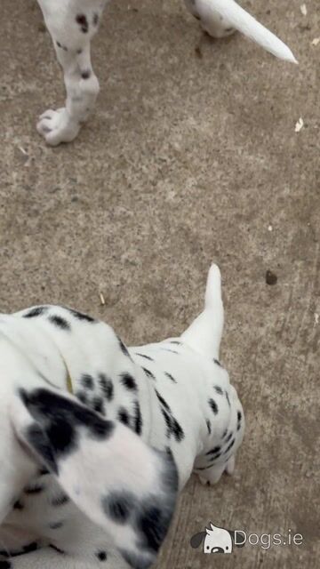 5Dalmatian puppies ready to go - Video