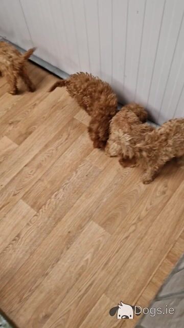 6 beautiful Cavapoo puppies 🐶 for sale in Wexford - Video