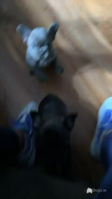 French Bulldog puppies in Tipperary - Video