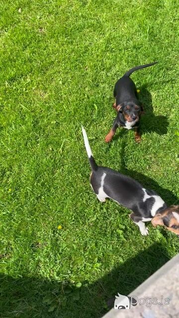 Gorgeous Male Jack Russell puppies in Meath - Video