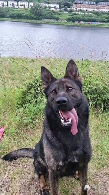 Echo - German Shepherd for stud in Louth - Video