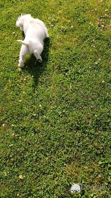 Pedigree male West Highland Terrier puppy in Monaghan - Video