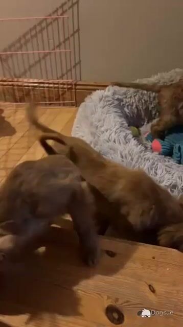 Gorgeous cavapoo puppies - Video