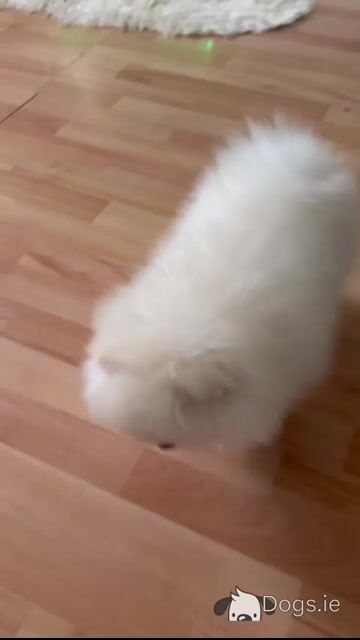 💙🐾Male Pomeranian puppy in Laois🐾 💙 - Video