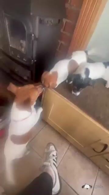 Beautiful Jack Russell puppies in Offaly - Video