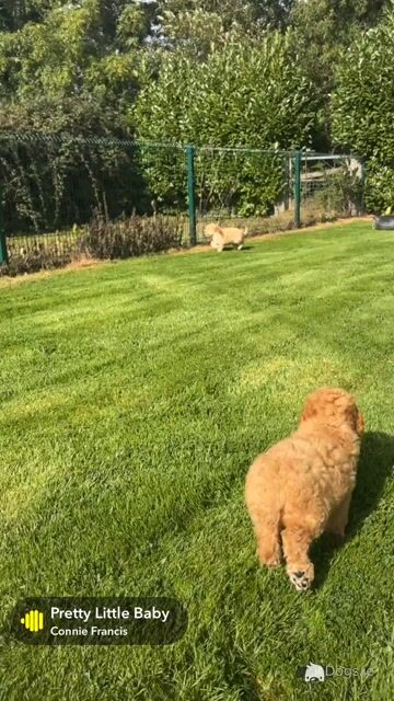 🐶 Beautiful Miniature Poodle Puppies 🐶 - Video