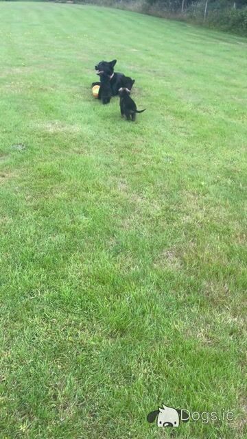 German Shepherd puppies in Tipperary - Video