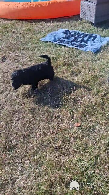 Gorgeous black male Cavapoo puppy in Waterford - Video